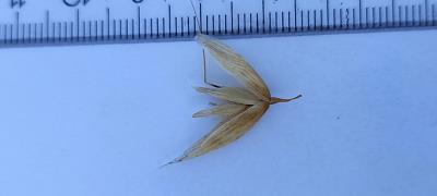 Click for 2 image(s) for this accession. Spikelet